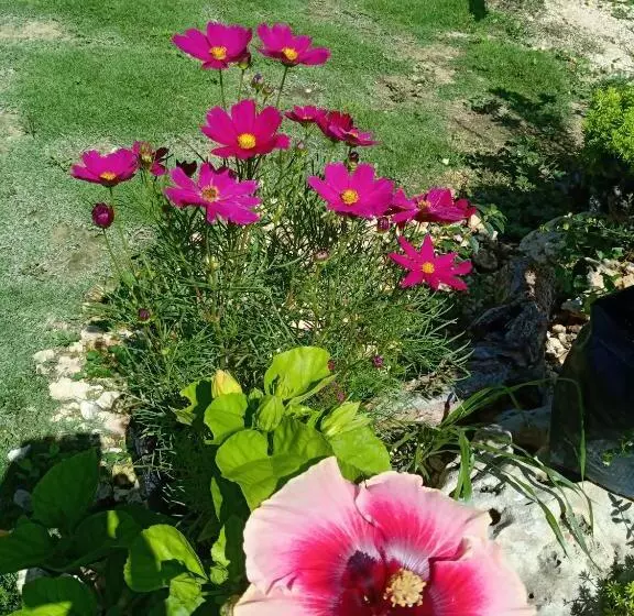 پانسیون Lighthaus Dp Garden Resort