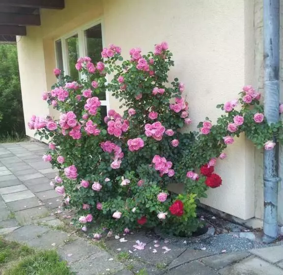 ベッドアンドブレックファースト Ferienwohnung Am Spreeradweg