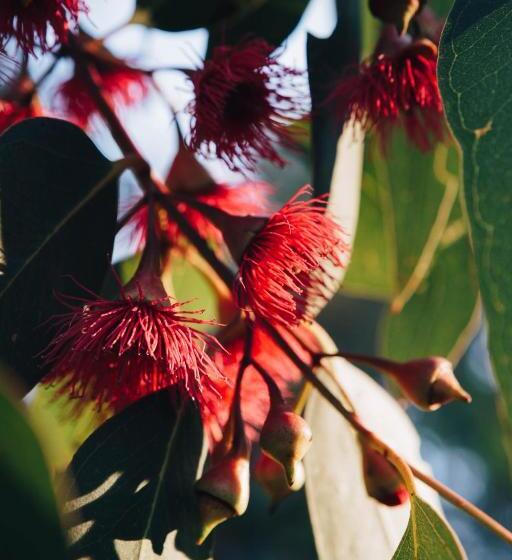 Hotel Dunkeld Studio Accommodation
