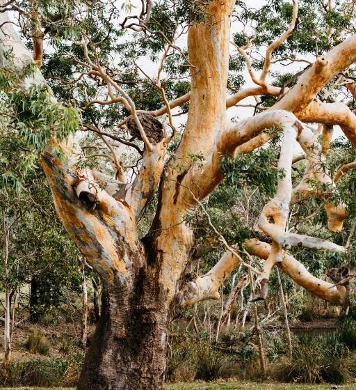 Hotel Dunkeld Studio Accommodation