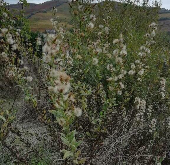 بنسيون Hospedaria Vale Do Rodo Residencial