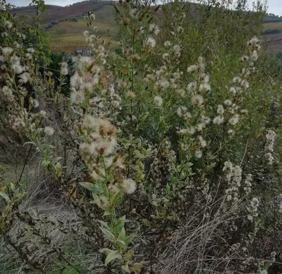 Majatalo Hospedaria Vale Do Rodo Residencial