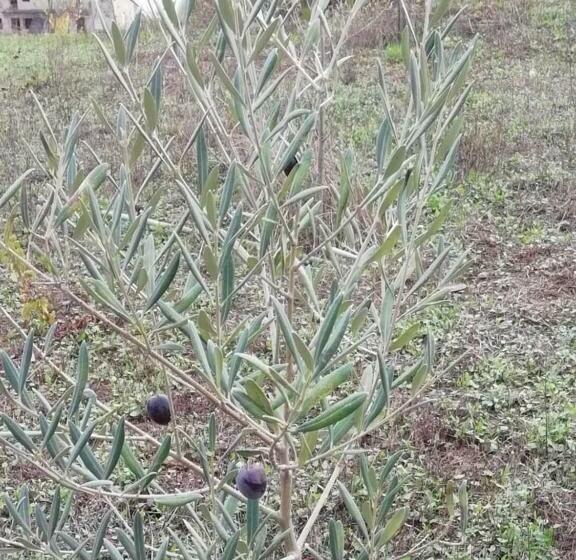 بنسيون Hospedaria Vale Do Rodo Residencial