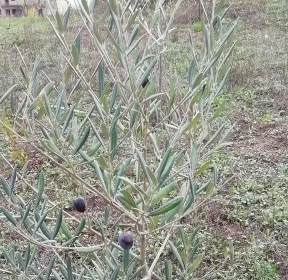 Majatalo Hospedaria Vale Do Rodo Residencial