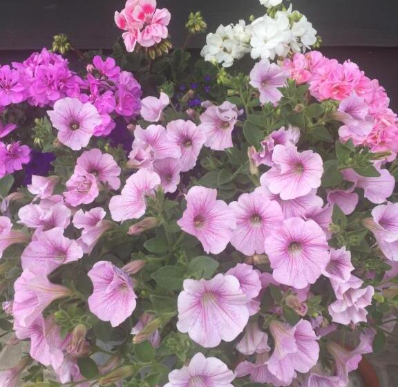 ベッドアンドブレックファースト Logies De Meerkoet