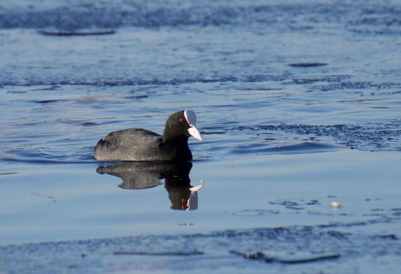 ベッドアンドブレックファースト Logies De Meerkoet