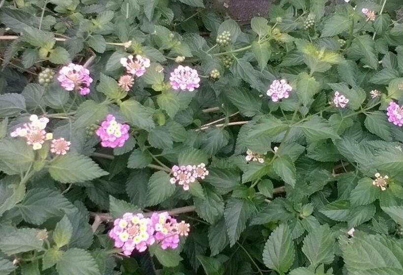 ペンション 8 17 Nomura Motomachi House / Vacation Stay 1894