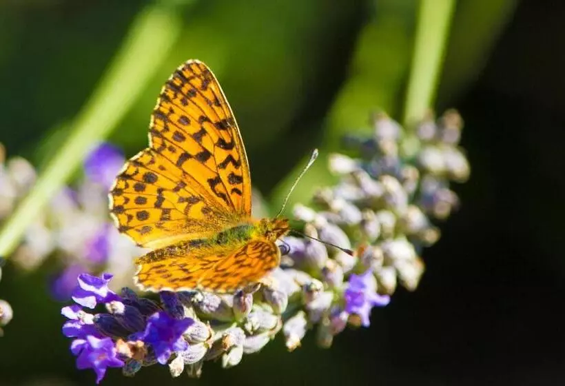 ベッドアンドブレックファースト Entre Terre Et Ciel