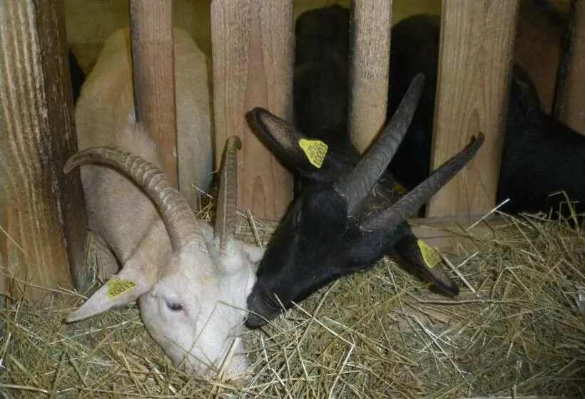 Aamiaismajoitus (B&B) Gite Im Berg