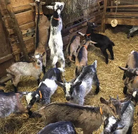 Aamiaismajoitus (B&B) Gite Im Berg