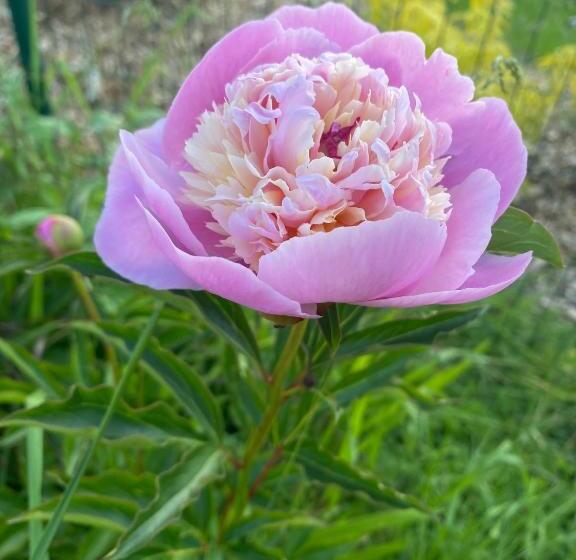 膳宿费 Le Cheval Bleu