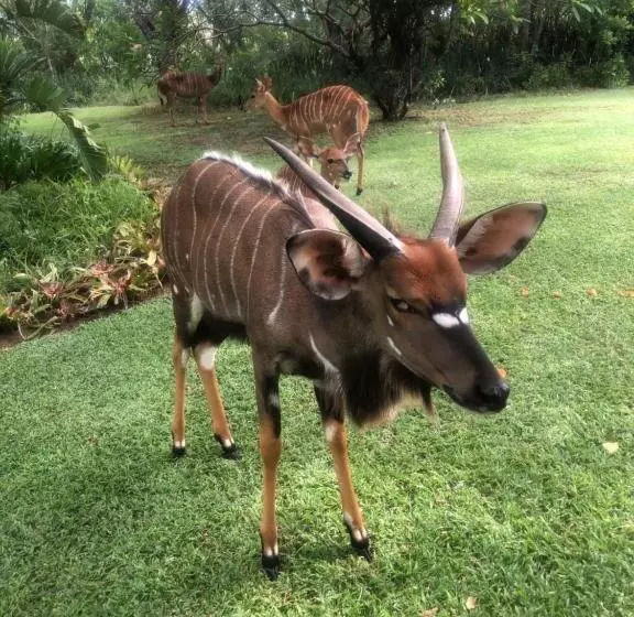 Lomakeskus Jock Of The Bushveld
