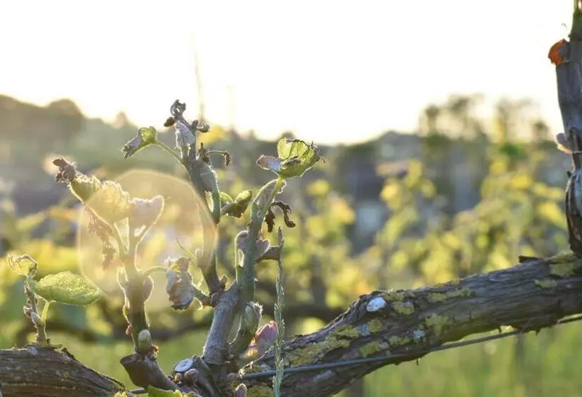 Aamiaismajoitus (B&B) Wijndomein Zwaeneberg