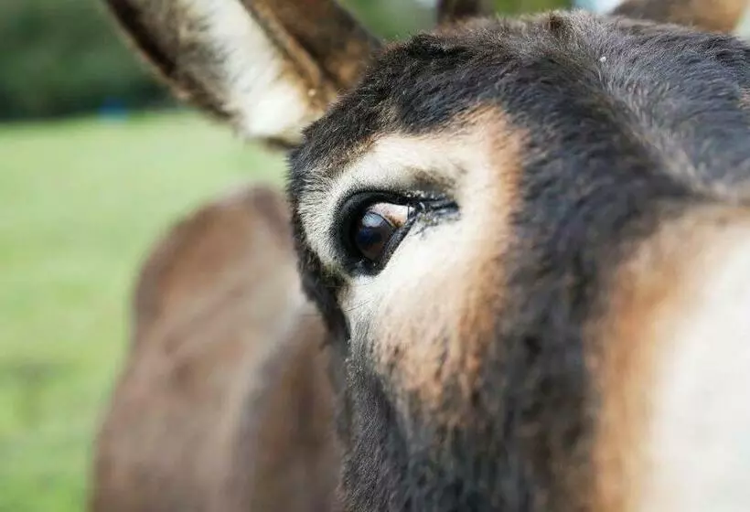 ペンション Domaine De Kernanou