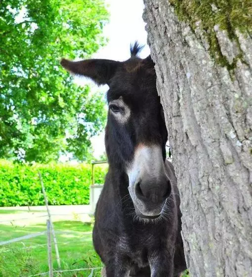 ペンション Domaine De Kernanou