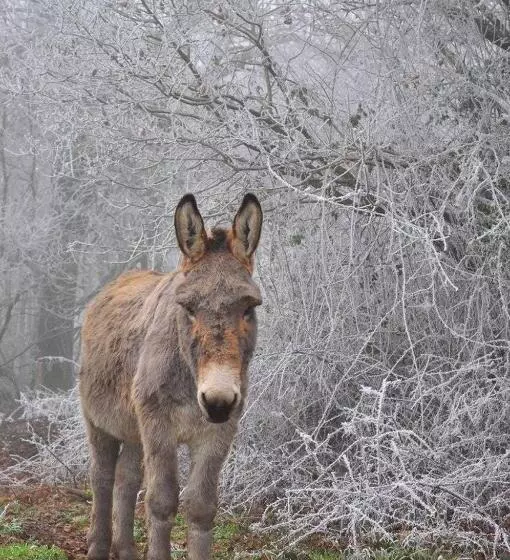 ペンション Domaine De Kernanou