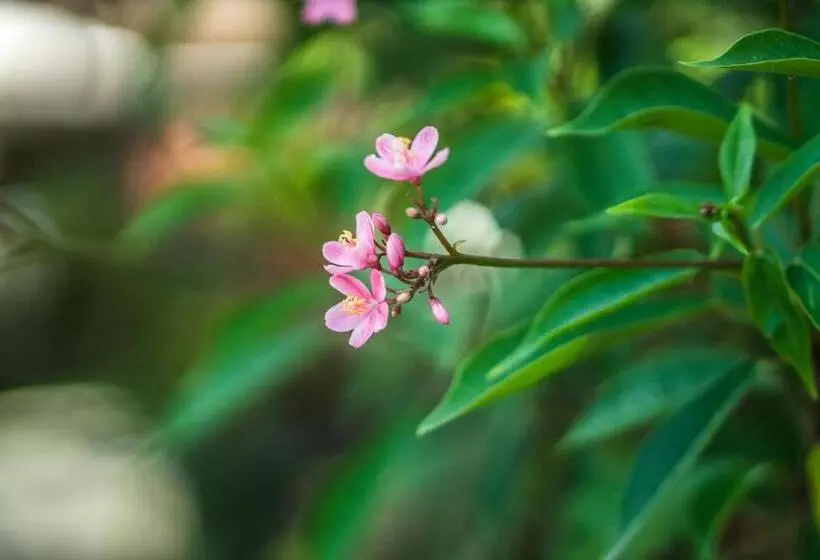 Cendana Resort & Spa By Mahaputra