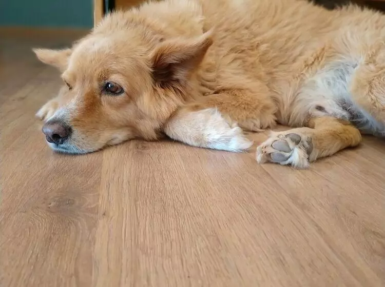 ホテル Amiad Country Lodging