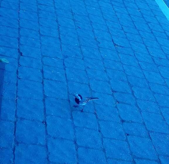 B&b Il Campanile Di Leone Pina