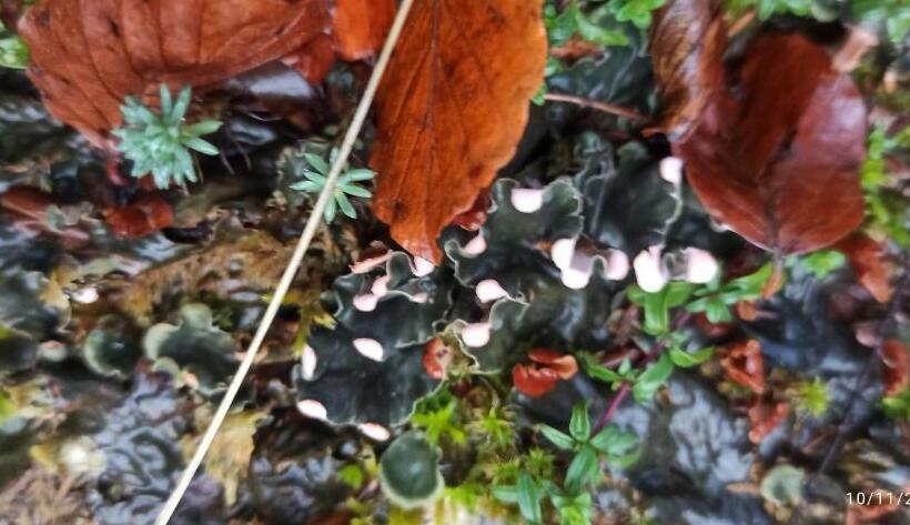 B&b Il Campanile Di Leone Pina