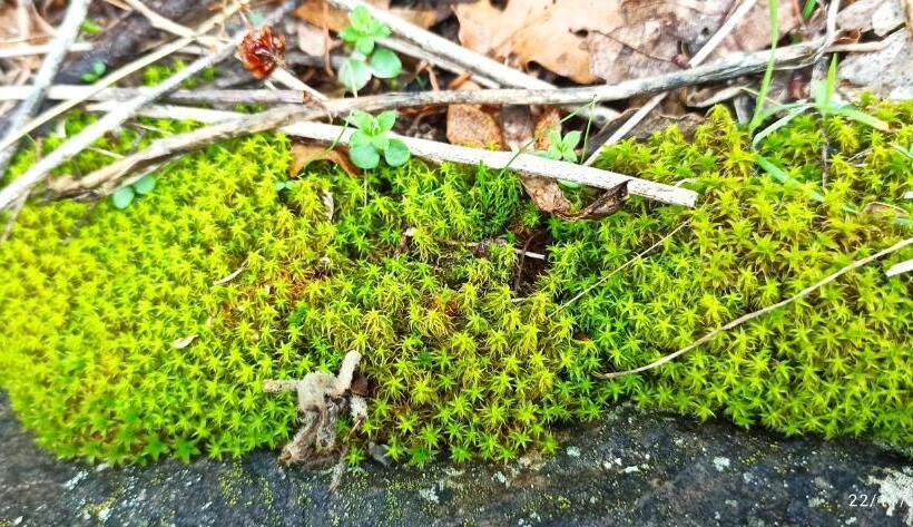 B&b Il Campanile Di Leone Pina