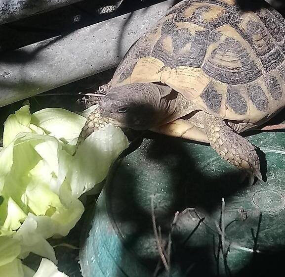 B&b Il Campanile Di Leone Pina