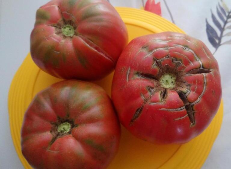 B&b Il Campanile Di Leone Pina