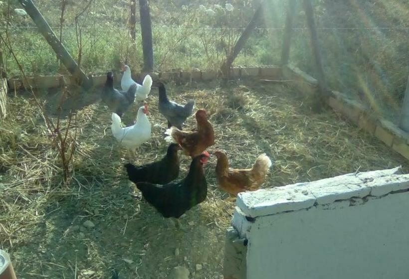 Отель Finca Casa Halcon