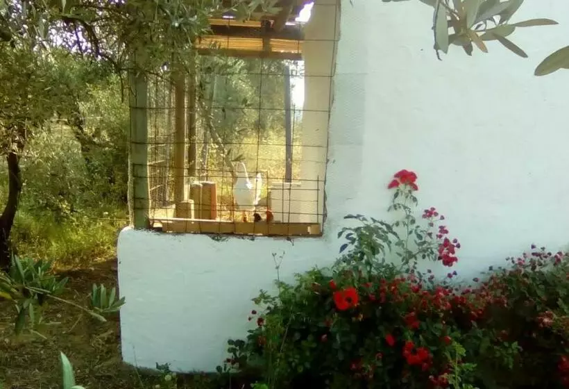 ホテル Finca Casa Halcon