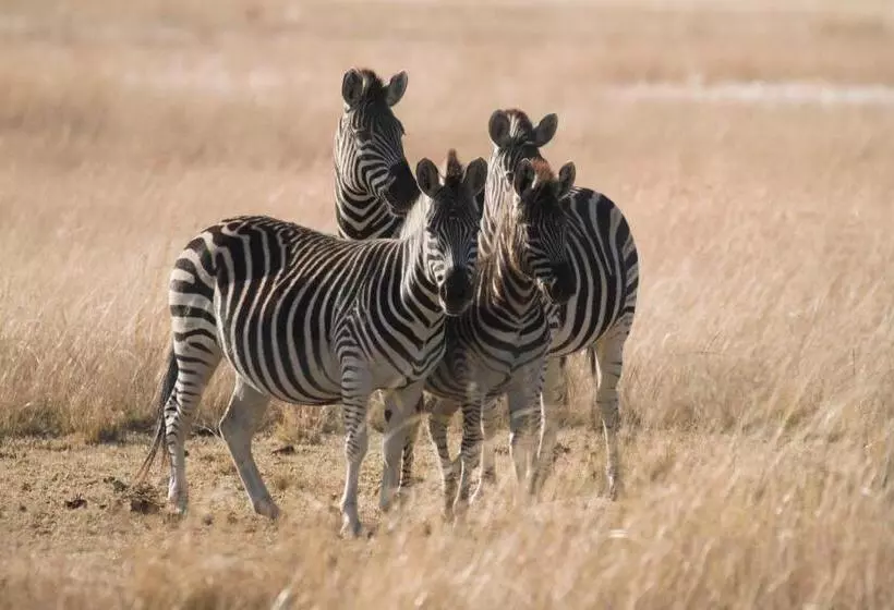 Majatalo Grasslands Conference And Wedding Venue