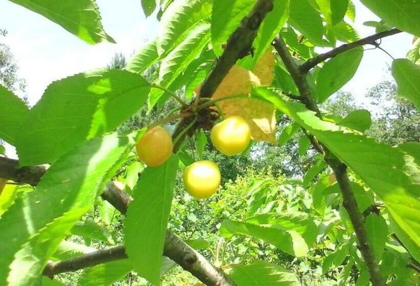 هتل Casa Do Pereiro