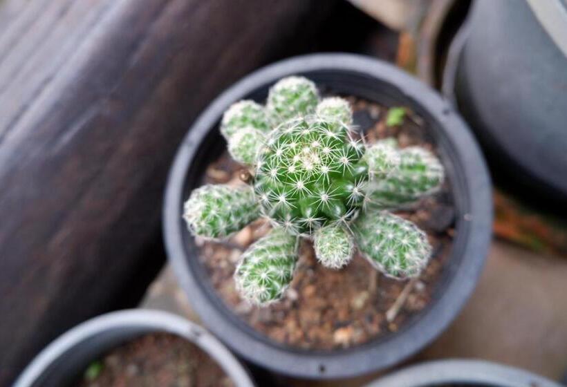 리조트 Baan Maikhiangphu Wang Nam Khiao