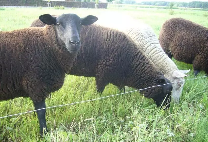 Aamiaismajoitus (B&B) De Moeraseik