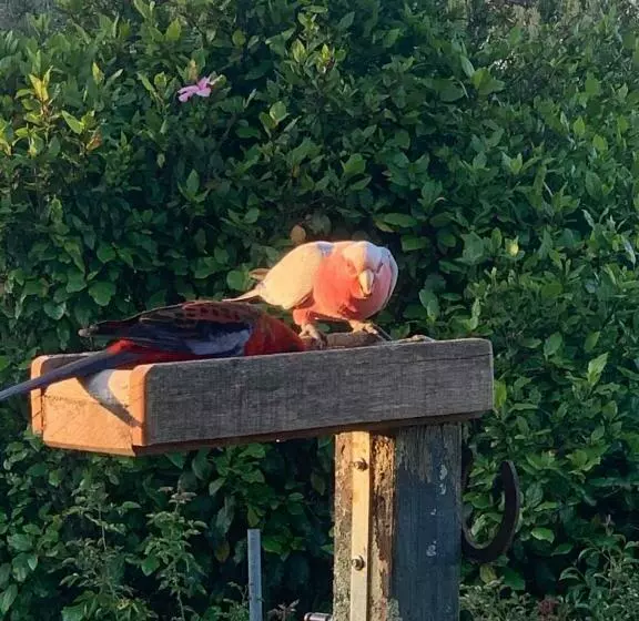 Majatalo Rose Cottage