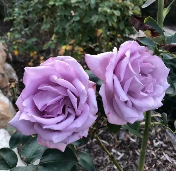 Majatalo Rose Cottage