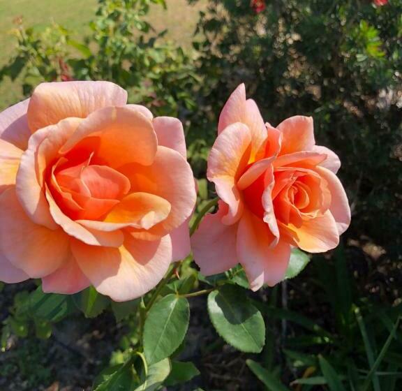 פנסיון Rose Cottage