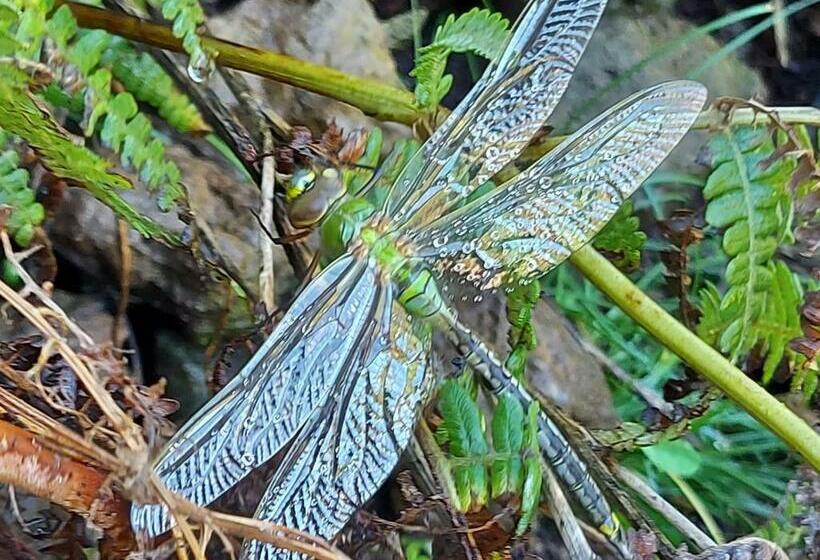 پانسیون Kalma Private Getaway 100m Ocean