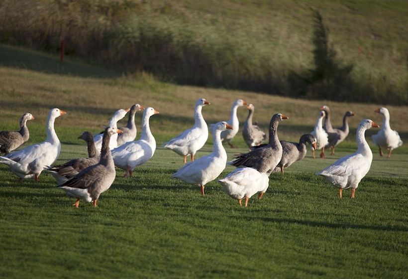 ホテル Devonvale Golf & Wine Estate