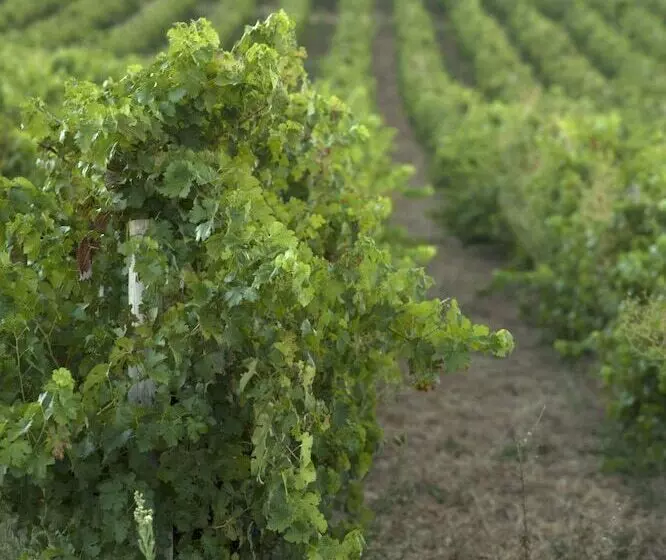 Отель Devonvale Golf & Wine Estate