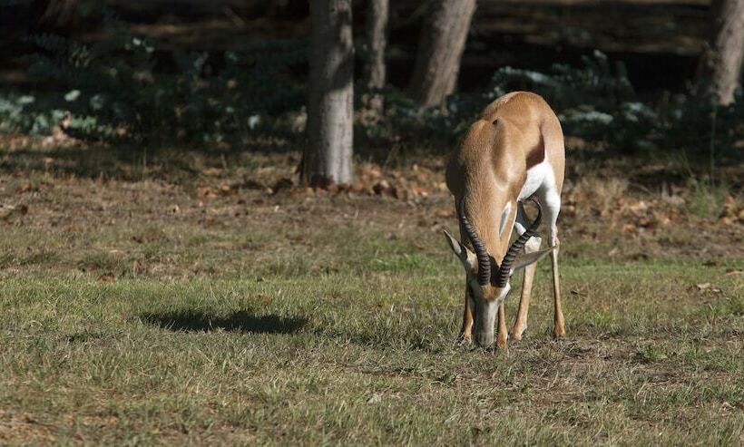 ホテル Devonvale Golf & Wine Estate