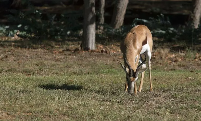 Отель Devonvale Golf & Wine Estate