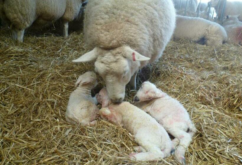 住宿加早餐  North Headborough