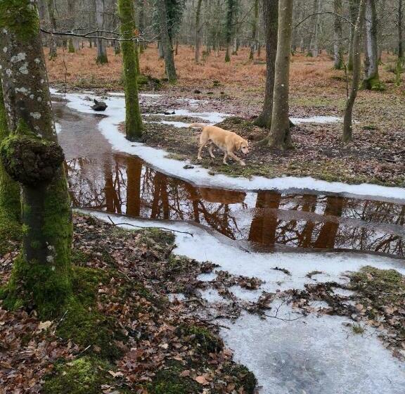 Pensjonat 4 Lyndhurst Rd