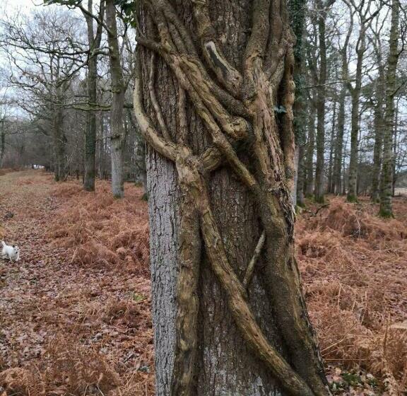 Pensjonat 4 Lyndhurst Rd