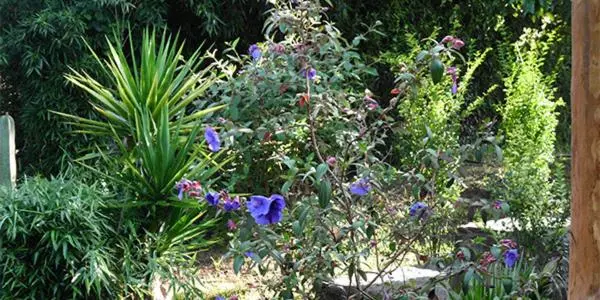 ホテル Rancho Las Joyas Cabañas