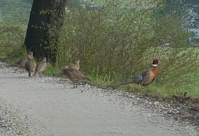 膳宿费 Camere Montalbano