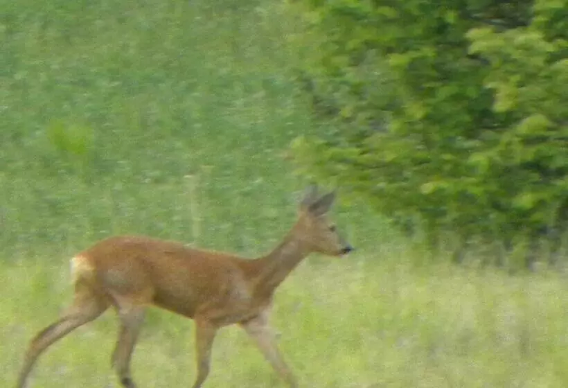 Aamiaismajoitus (B&B) Taillefer