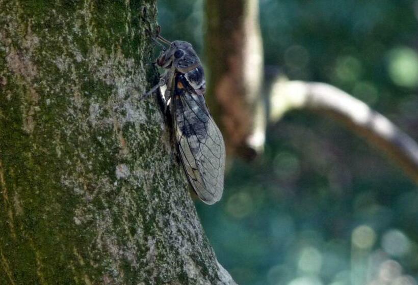 Bed and Breakfast Li Poulidetto