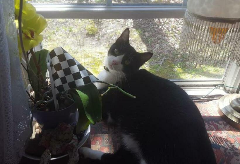 مبيت وإفطار A Meadow House