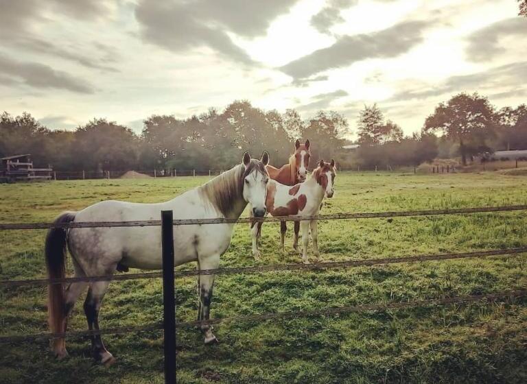 Bed and Breakfast Le Ranch Amadeus